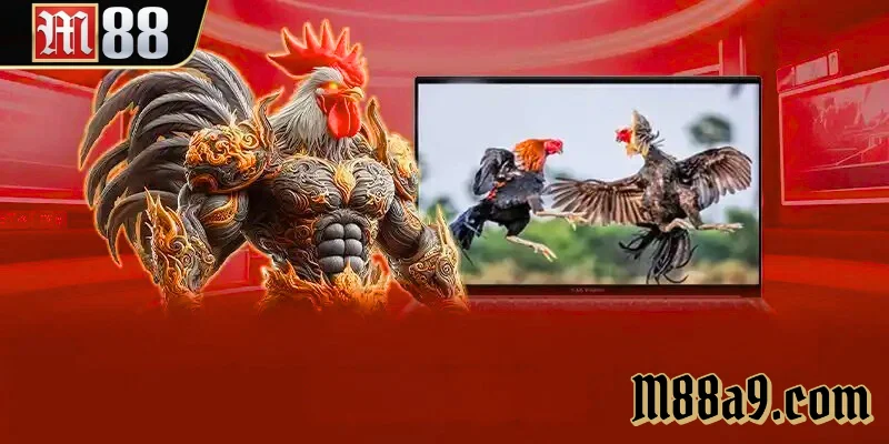 Đá Gà M88 là nơi anh em đọc đòn, bắt kèo và xuống tiền đúng từng nhịp đá